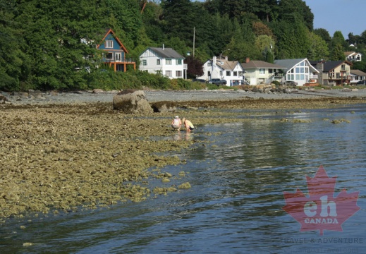 Digging for clams