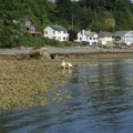 Digging for clams
