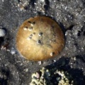 Sand Dollar