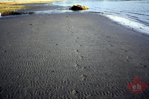 Footsteps in the sand