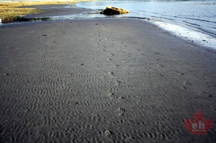 Footsteps in the sand