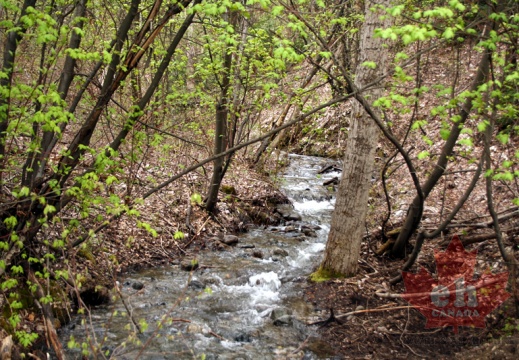 Creek on Trail