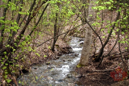 Creek on Trail