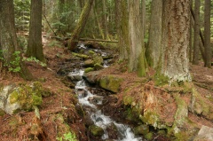 Creek on Box Lake Trail