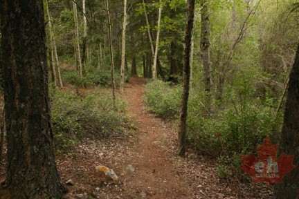 trail 004