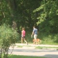 trail-dog-walking-67 (435 visits) trail-dog-walking-67