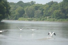 assiniboine-river-pelicans-72