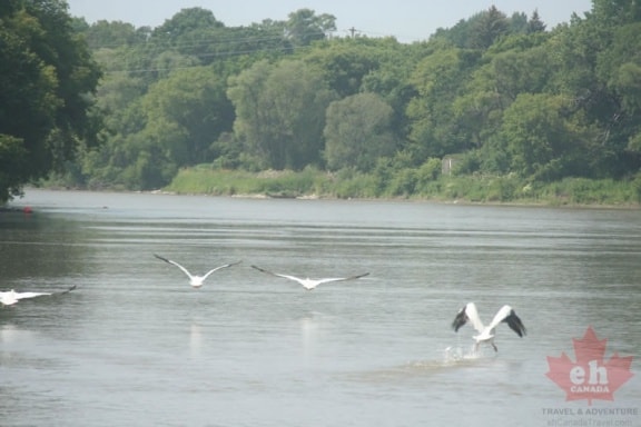 assiniboine-river-pelicans-72
