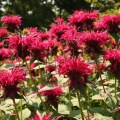 flowers-00