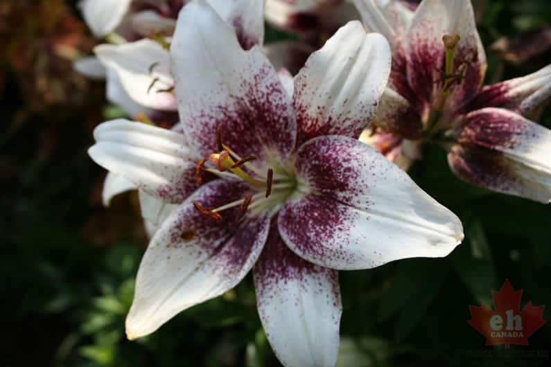flowers-02