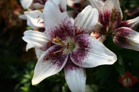 flowers-02