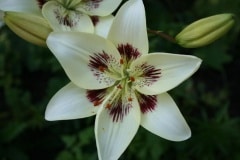 flowers-01