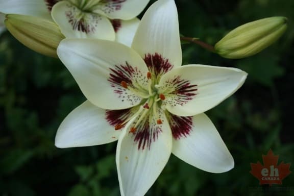 flowers-01