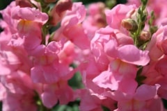 flowers-04