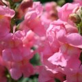 flowers-04