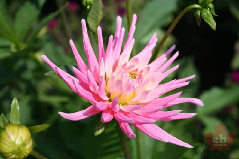 flowers-18