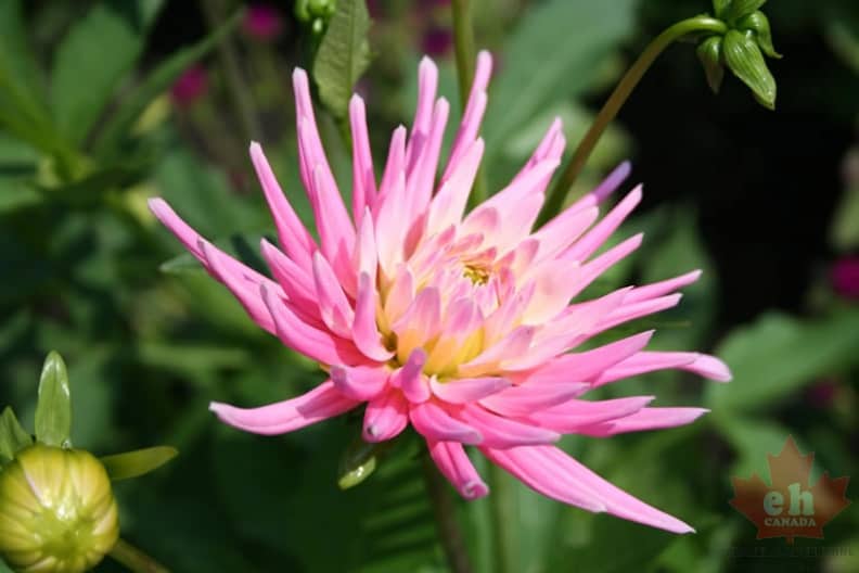 flowers-18
