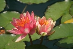 flowers-86