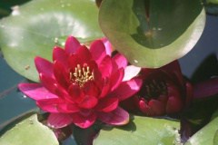 flowers-88.jpg