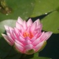 flowers-91