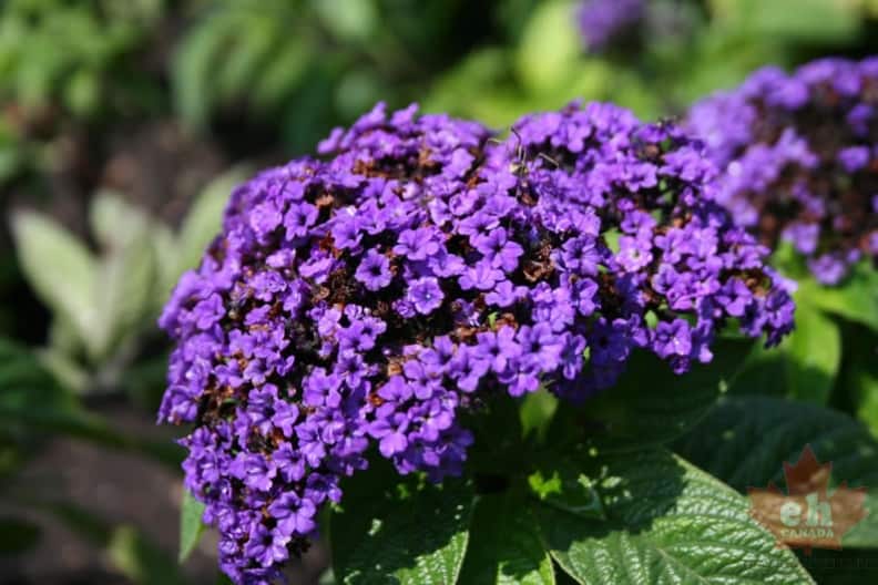 flowers-94.jpg