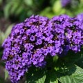flowers-94
