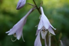 flowers-93.jpg
