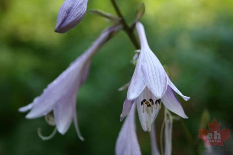 flowers-93.jpg