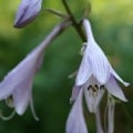 flowers-93