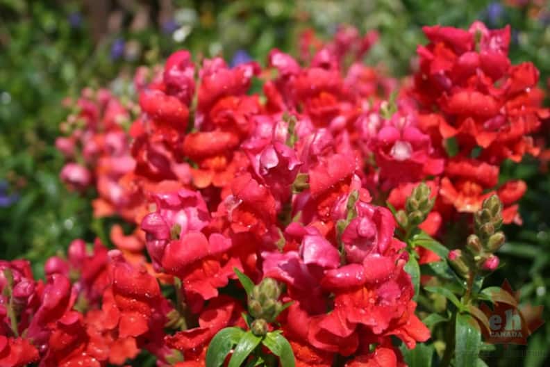 flowers-96.jpg