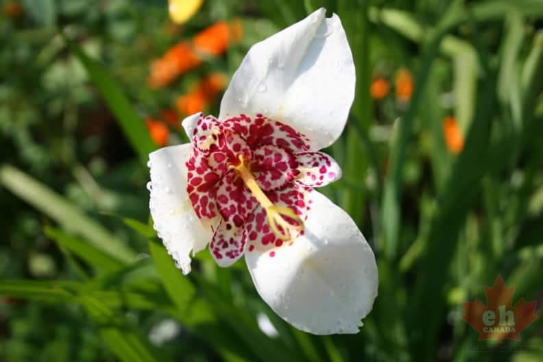 flowers-98.jpg
