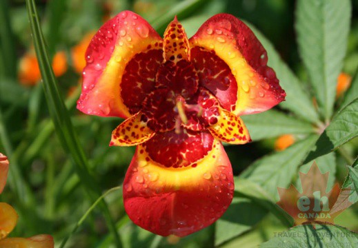 flowers-99 (575 visits) flowers-99