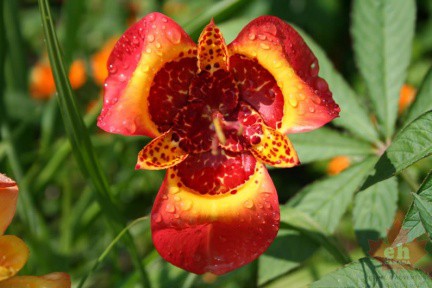 flowers-99
