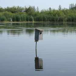 Wetland Trail