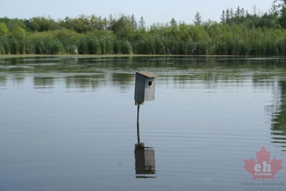 wetland-trail-birdhouses-15