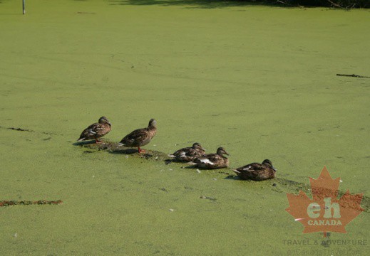 wetland-trail-ducks-14 (616 visits) wetland-trail-ducks-14