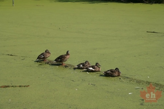wetland-trail-ducks-14