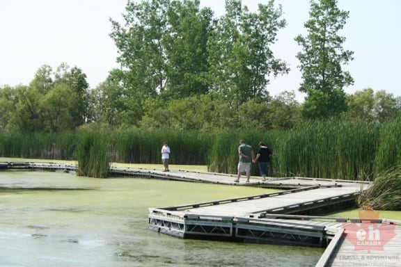 wetland-trail-boardwalk-10