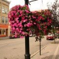 downtown-flowers-02