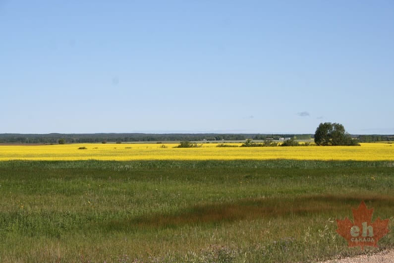 gilbert-plains-community-58