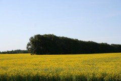 canola-fields-53.jpg
