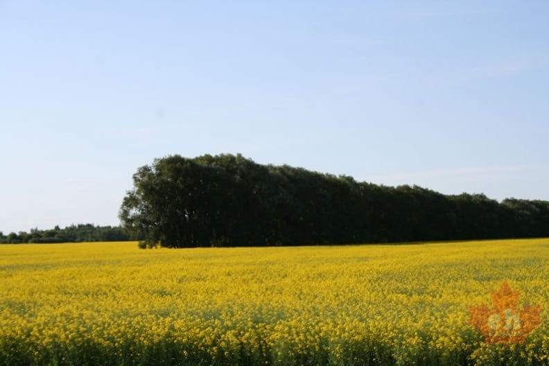 canola-fields-53.jpg