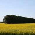 canola-fields-53