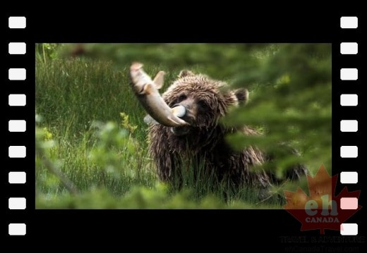 Banff National Park - Grizzly bear feeds on spawning fish near Vermilion Lakes