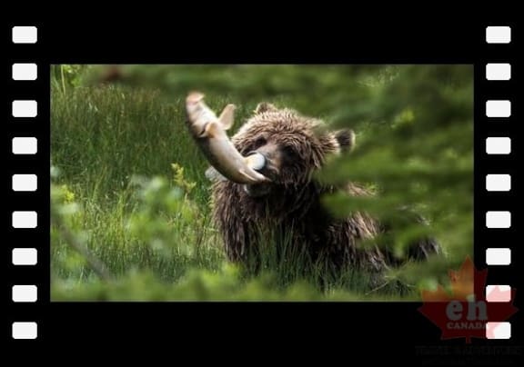Banff National Park - Grizzly bear feeds on spawning fish near Vermilion Lakes