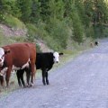 Gravel Roads to Lake