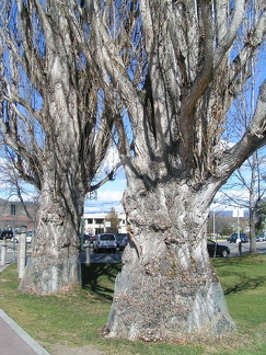 Big Old Trees