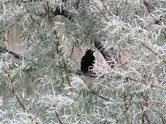 osoyoos_haynespointwetland_redwing_blackbirdmay.jpg