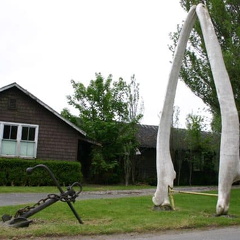 Whale Bones (1303 visits, rating score 4.39) Rib bones of a whale on display Bones of whale on display in town Whale Bones