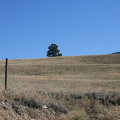 Cattle farms in Winfield (833 visits) Lonely tree under the sun in Winfield Lake Country farms and cattle. Cattle farms in Winfield